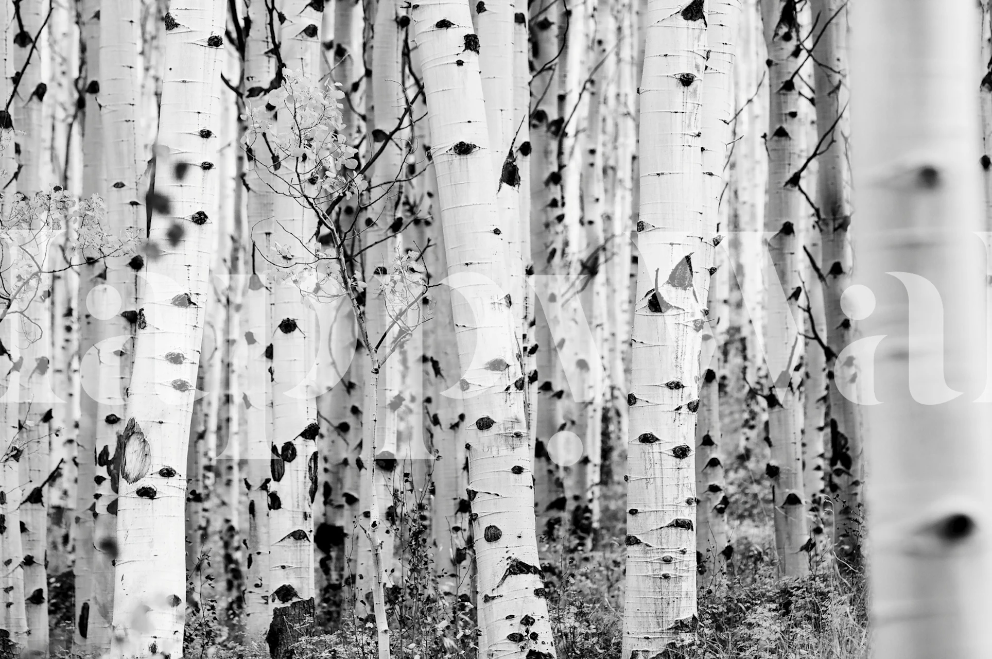 Black and white birch forest wallpaper in a room