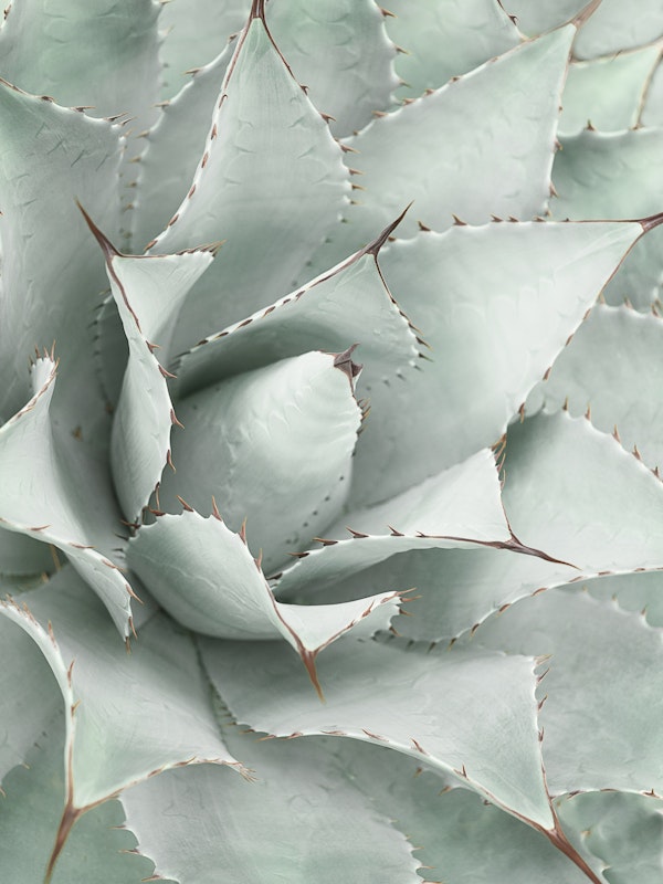 Agave Close Up Soft Mint