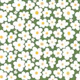 White Daisies on Green
