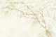 Airy White Blossom Garden Scene