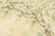 Airy White Blossom Garden Scene 1