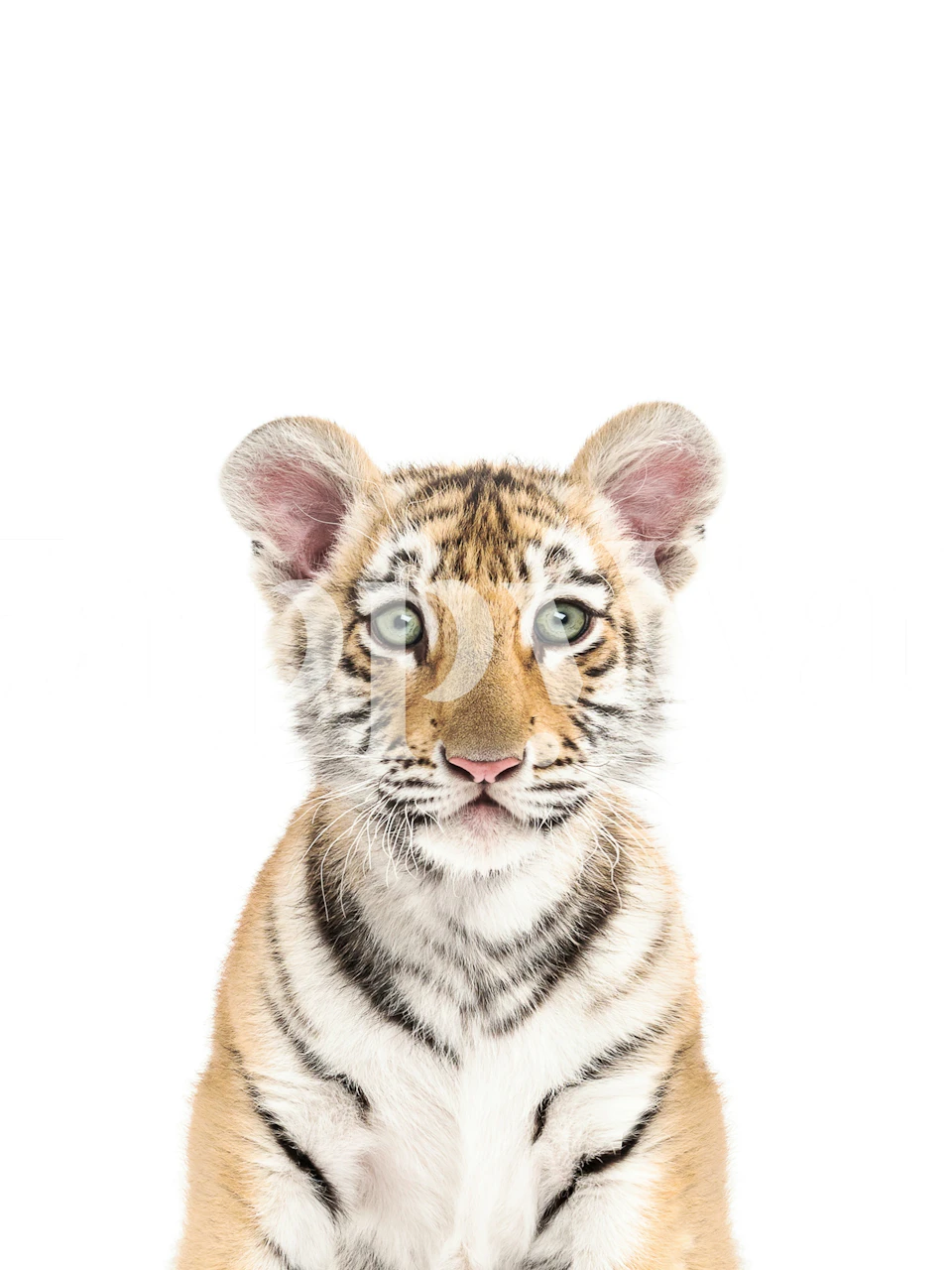Cute tiger cub wallpaper in a bright room