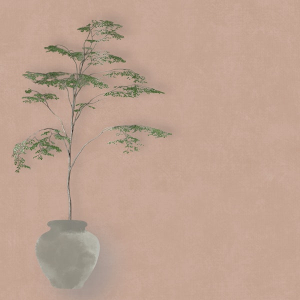 Japandi Tree in Pot - Terracotta