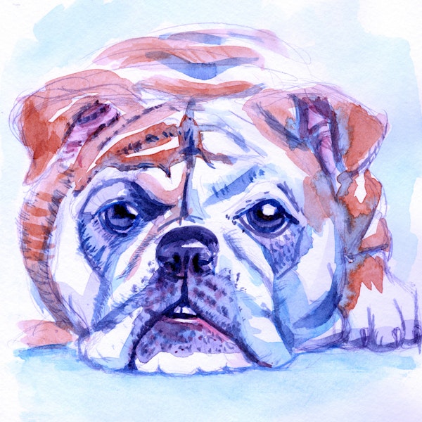 watching you - hand painted boxer dog