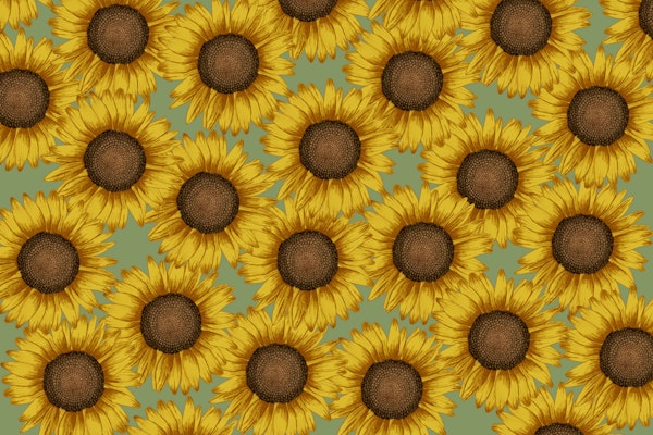 Sunflower Field - Sage Green