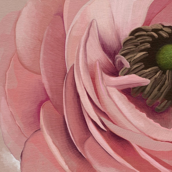 Blush Poppy Blossom Closeup