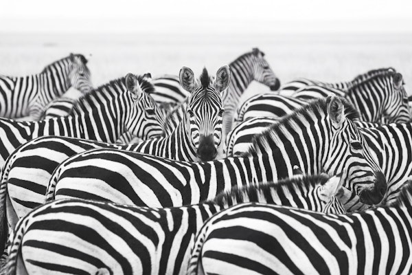 Monochrome Zebra Stripes