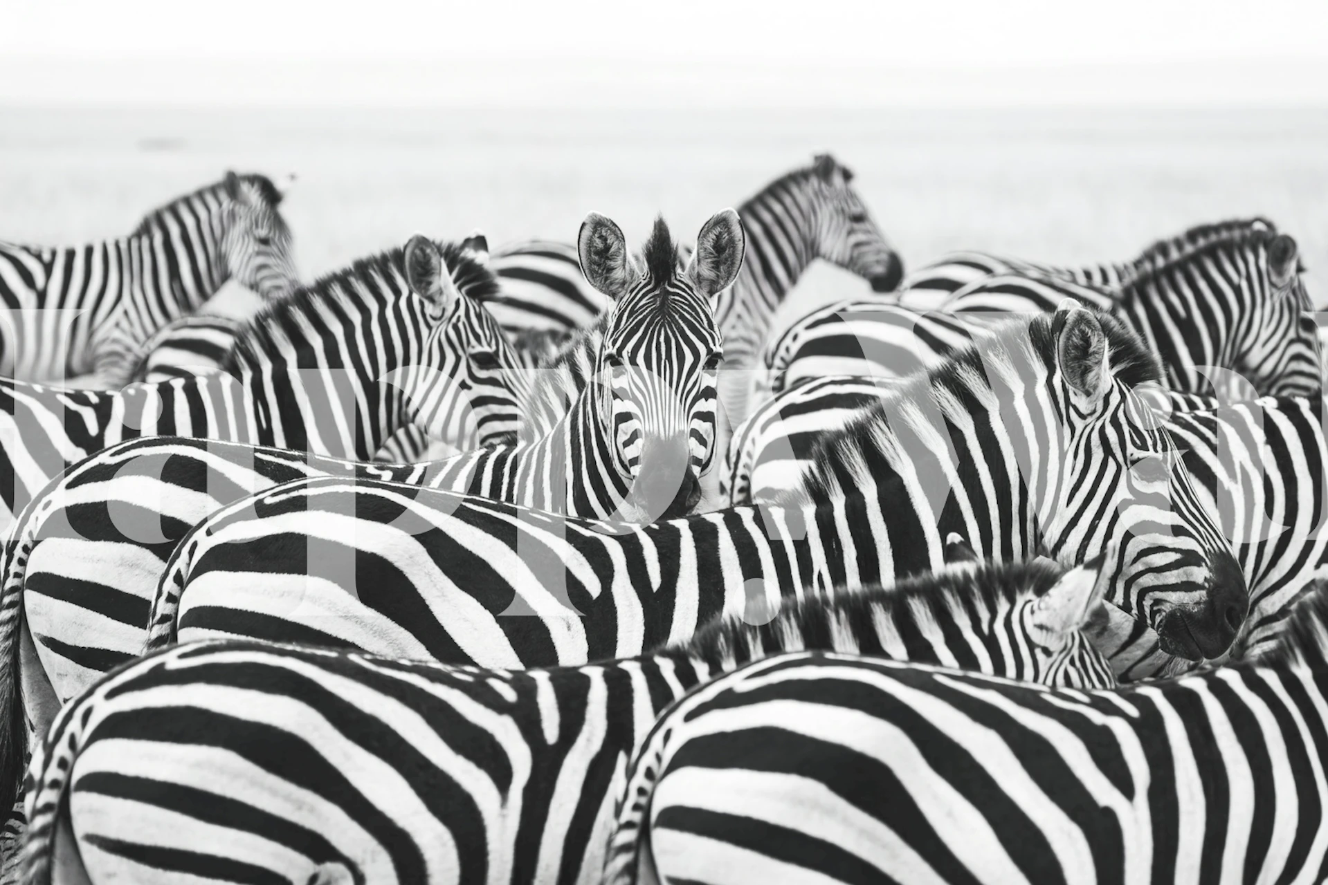 Black and white zebra wallpaper in a room