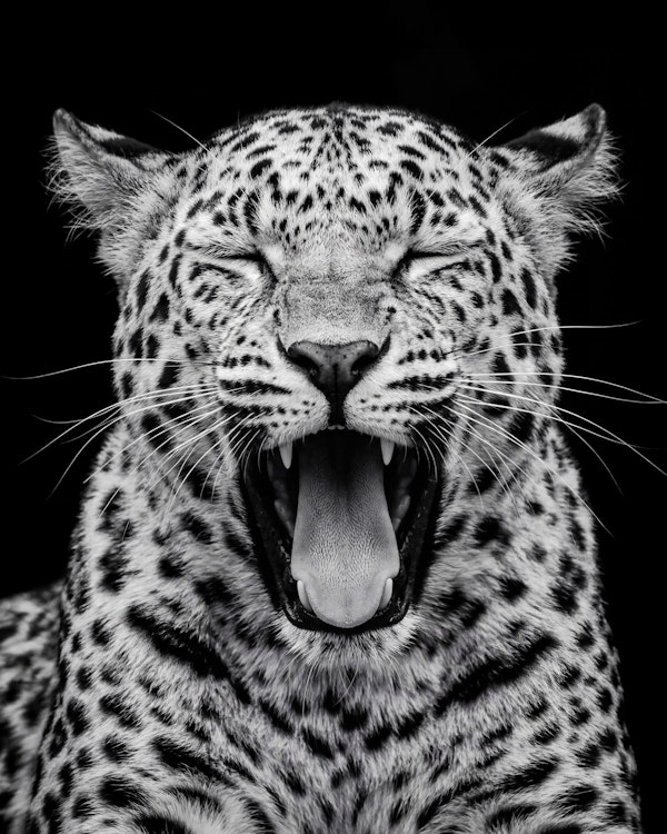 Yawning Leopard Portrait