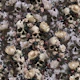 Prothea Skulls