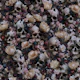 Prothea Skulls 01