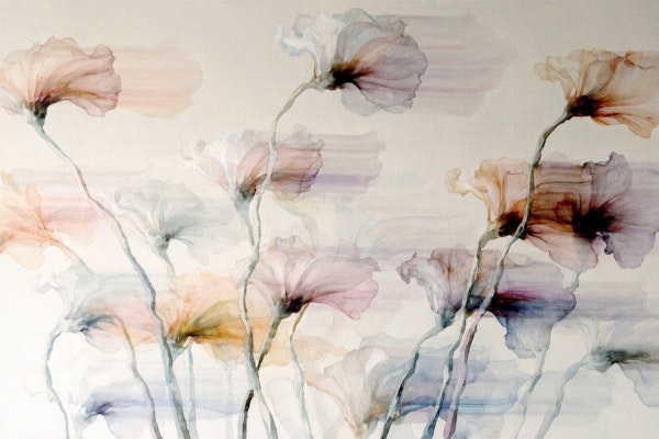 Translucent Watercolor Poppies