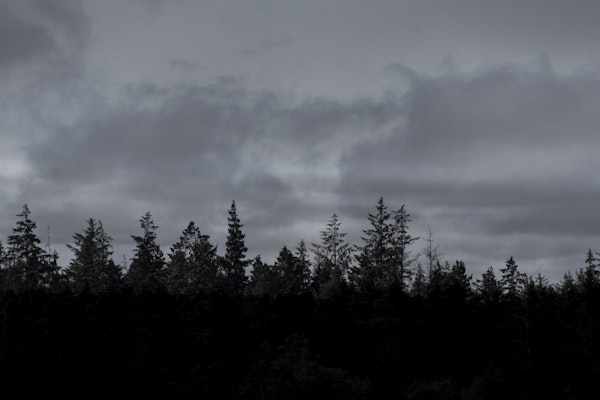 Twilight Forest Silhouette