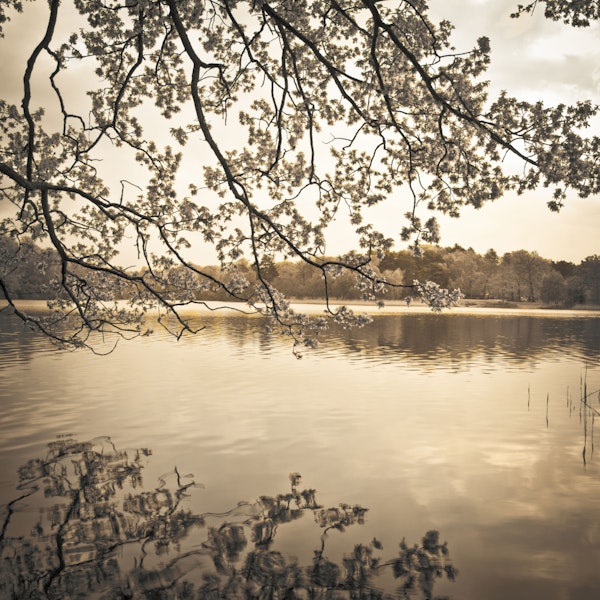 Cherry Blossom Lake Sunset