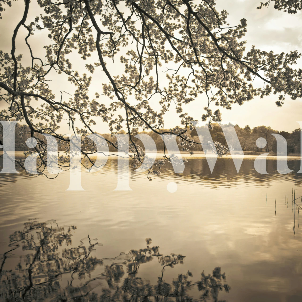 Cherry blossom wallpaper above a calm lake