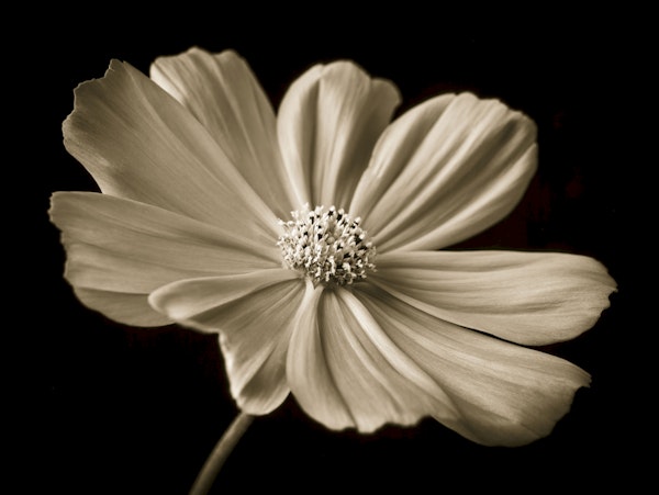 Sepia Cosmos Flower Closeup