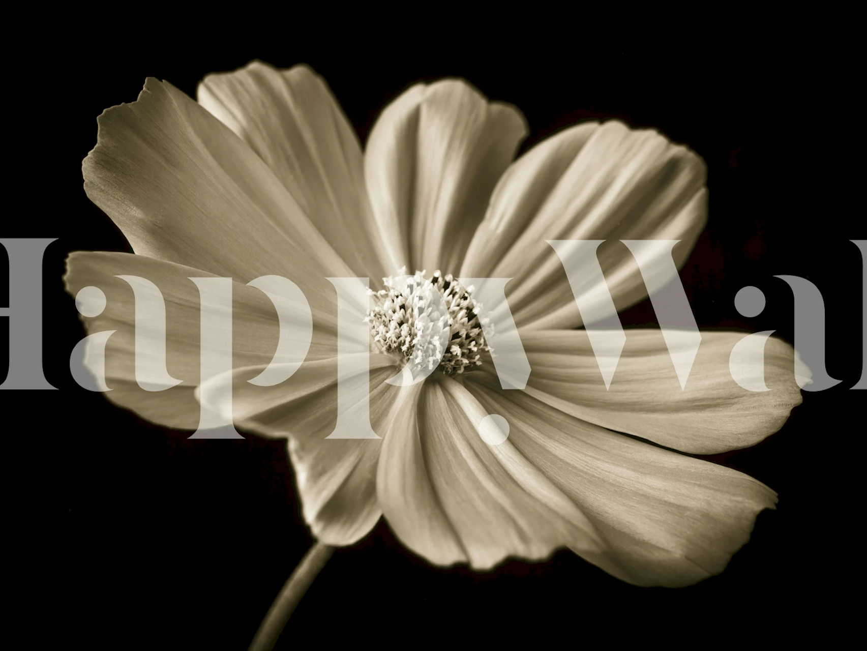 Sepia flower wallpaper in a dark room