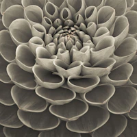 Sepia Dahlia Bloom Close Up papiers peint