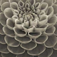 Sepia Dahlia Bloom Close Up
