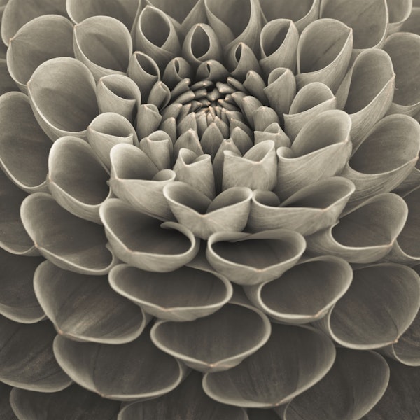 Sepia Dahlia Bloom Close Up
