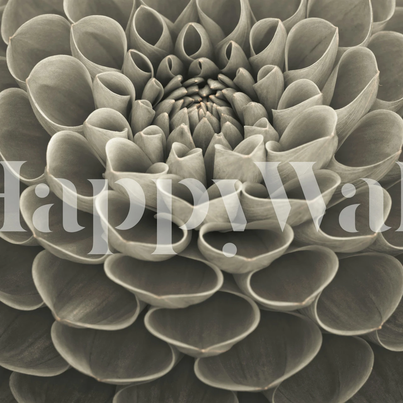 Sepia dahlia flower wallpaper in a room
