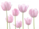 Soft Pink Tulips on White