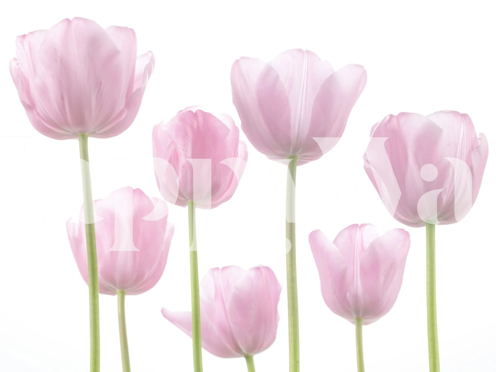 Soft pink tulip wallpaper in a bright room