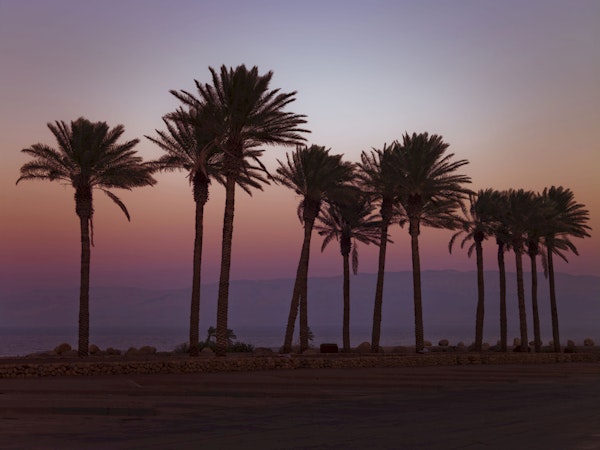 Palm Tree Silhouettes at Sunset