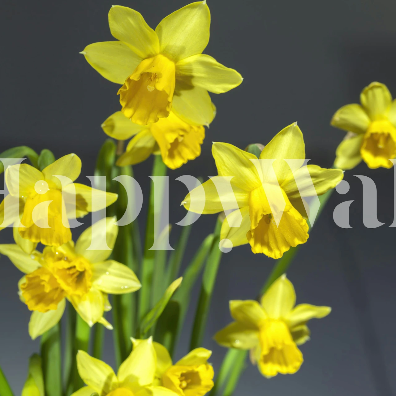 Yellow daffodil wallpaper in a gray room