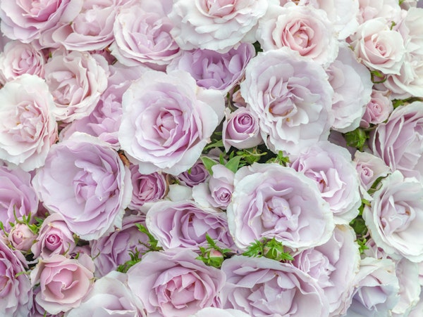 Soft Pastel Roses Close Up