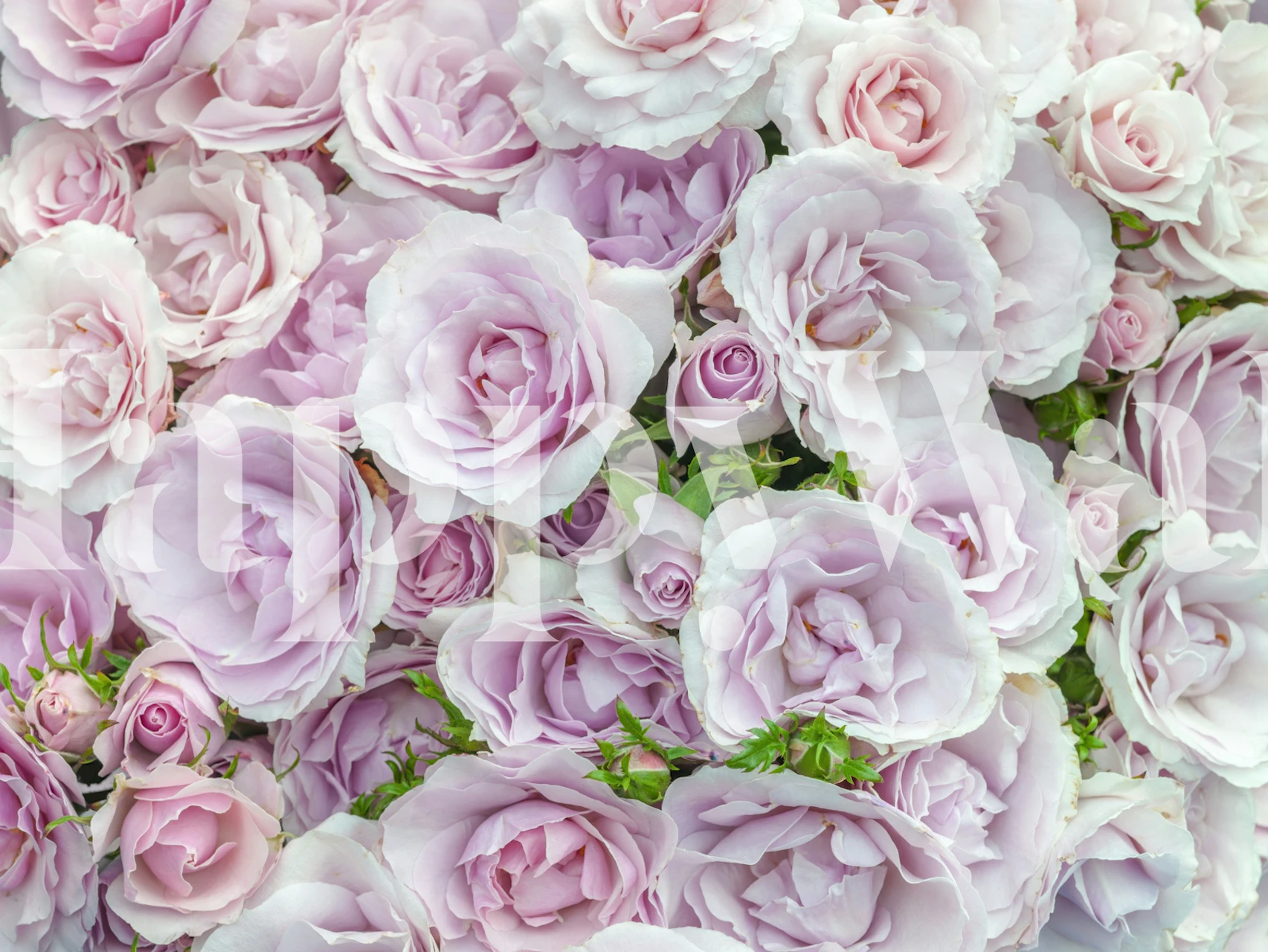 Soft pastel rose wallpaper in a bright room