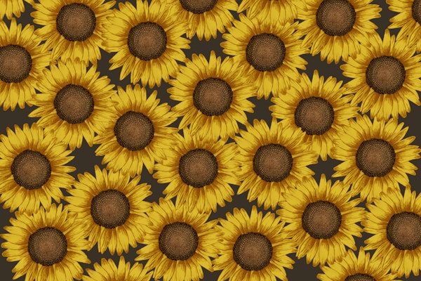 Sunflower Field - black