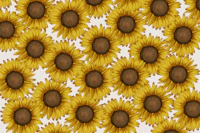 Sunflower Field - Off white wallpaper