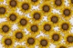 Sunflower Field - Off white