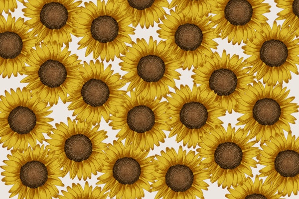 Sunflower Field - Off white