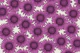 Sunflower Field - Pink violet