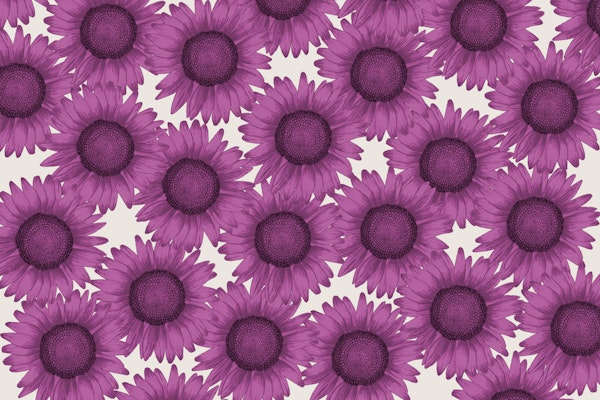Sunflower Field - Pink violet