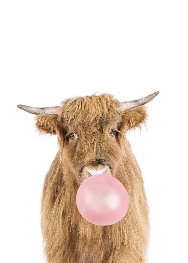 Bubble gum cow