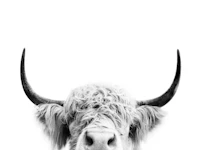 Peeking Cow BW wallpaper
