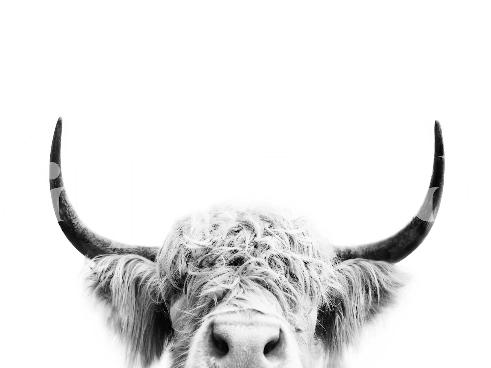 Black and white peeking cow wallpaper in room