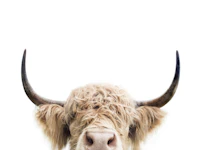 Peeking Cow wallpaper