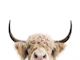 Peeking Cow