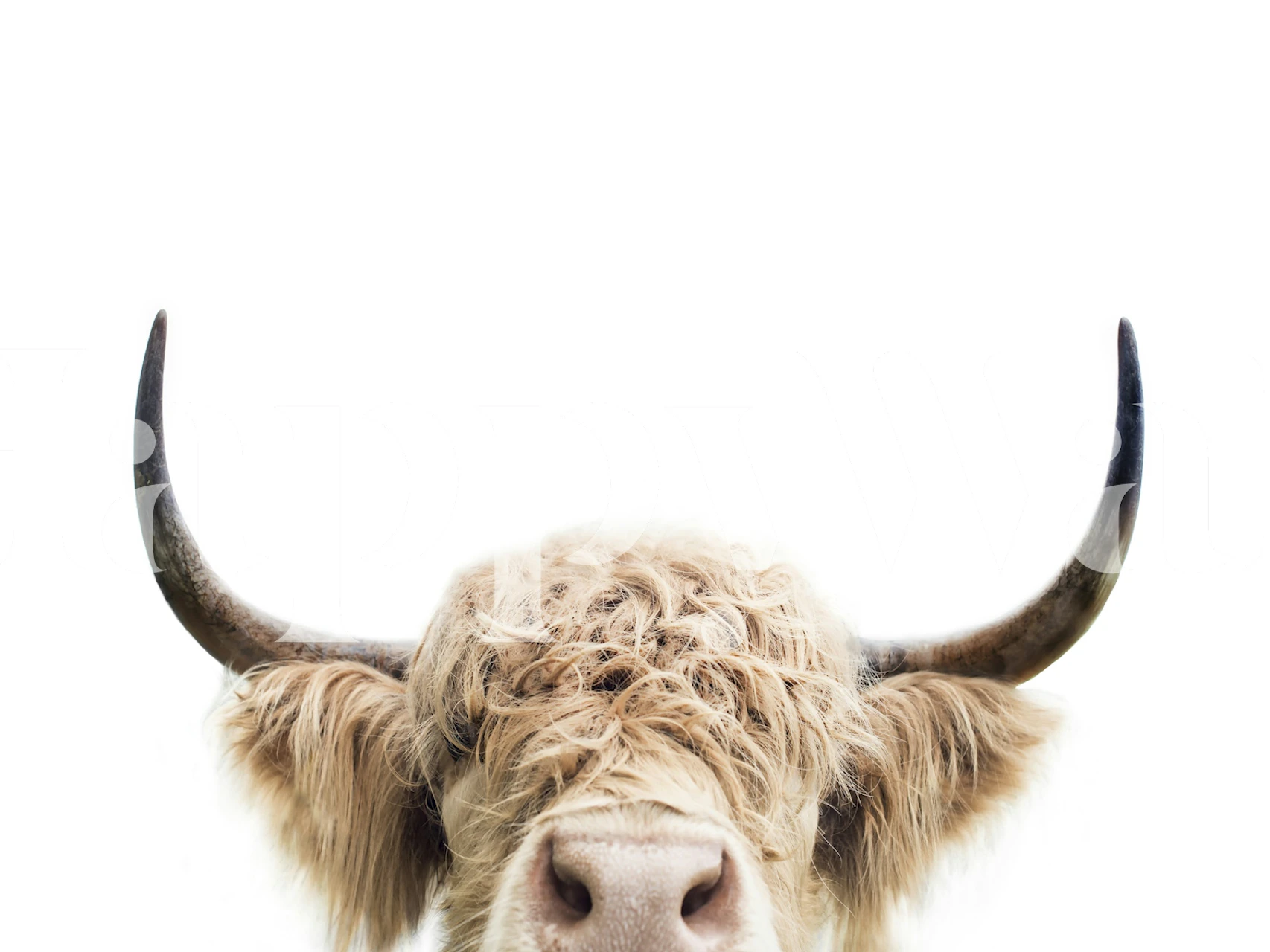 Peeking cow wallpaper in a bright room