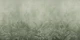Jungle Mists - Sage
