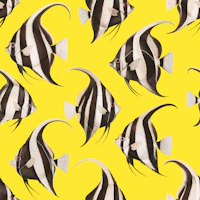 Spade The Fish 02 wallpaper