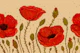 Wild Red Poppies