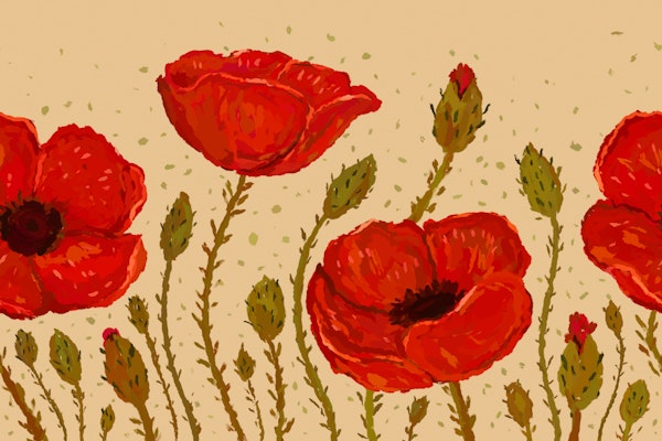 Wild Red Poppies
