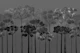 Misty Black Woodland Silhouettes