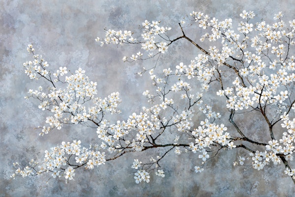 White Cherry Blossoms on Gray