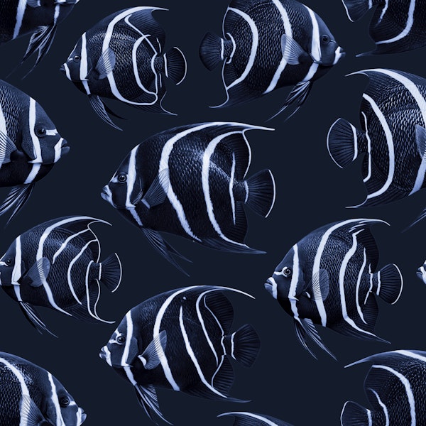 Angel The Fish 01